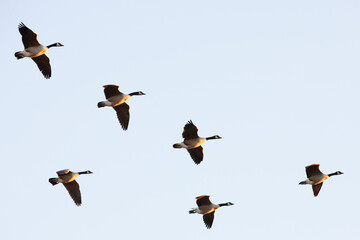 Flock of migrating geese in formation