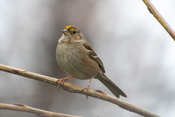 A puffed-up golden-crowned sparrow in the Oregon woods