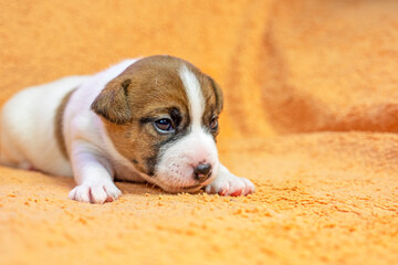 little Jack Russell Terrier puppy crawling on a peach blanket. caring for puppies and nursing dogs