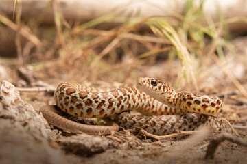 Yellow-bellied racer (Coluber constrictor)