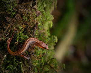 Pygmy salamander (Desmognathus wrighti)