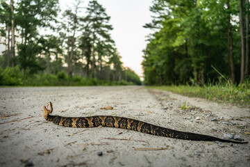 Northern cottonmouth (Agkistrodon piscivorus)