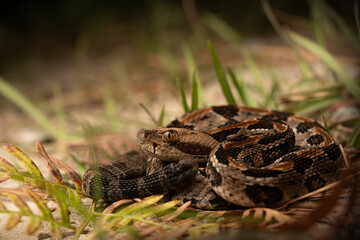 Timber rattlesnake (Crotalus horridus)
