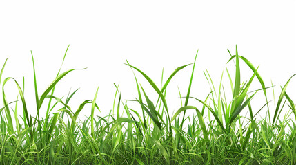 Fototapeta premium green grass isolated on white background