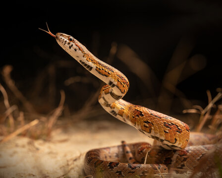 Corn snake (Pantherophis guttatus)