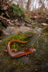 Spring salamander (Gyrinophilus porphyriticus)
