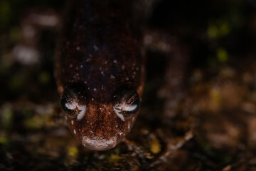 Apalachicola dusky salamander (Desmognathus apalachicolae)