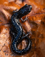 Mississippi slimy salamander (Plethodon mississippi)