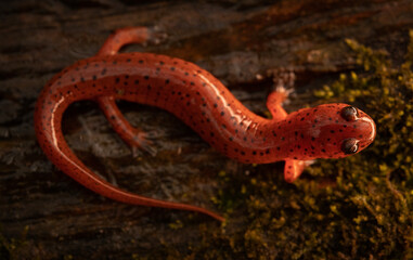 Eastern mud salamander (Psuedotriton montanus montanus)