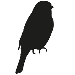 Songbird silhouette