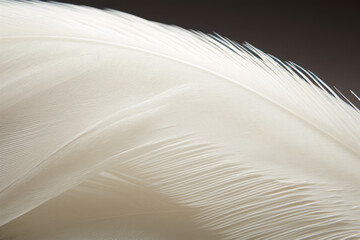 Detailed shot of a plain, white feather with subtle textures.