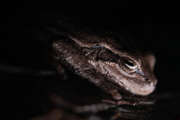 Pine woods tree frog (Dryophytes femoralis)