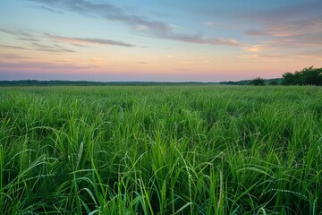 Panoramic view of a lush meadow at dawn With dew on tall grass and a tranquil sky Offering a serene and picturesque landscape