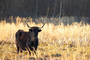 The aurochs (Bos primigenius), tauros breed living in wetland The Janovsky mokrad in Pilsen region, Czech Republic, Europe.