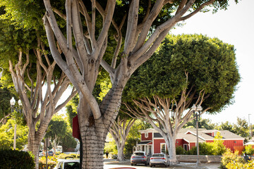 Afternoon sunlight shines on ficus trees that line the streets of historic downtown Tustin, California, USA. - obrazy, fototapety, plakaty