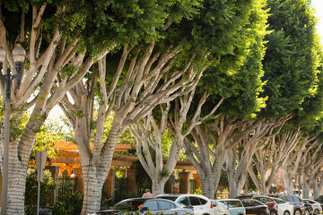 Afternoon sunlight shines on ficus trees that line the streets of historic downtown Tustin,...