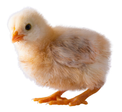 Very young buff Orpington chick