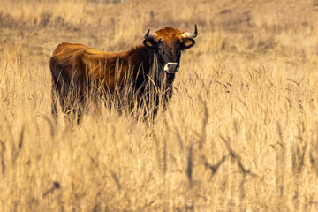 The aurochs (Bos primigenius), tauros breed living in wetland The Janovsky mokrad in Pilsen region,...