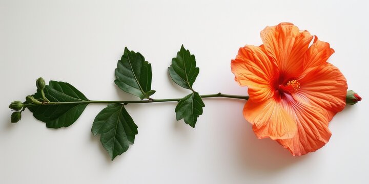 Bright orange flower with green leaves on a white background.