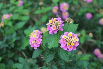 Lantana camara (common lantana) is a species of flowering plant within the verbena family (Verbenaceae), native to the American tropics