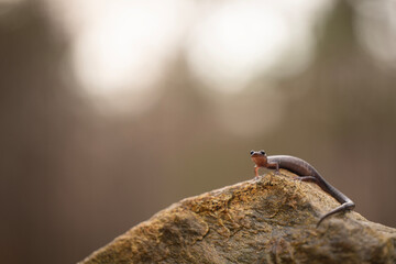 Blacksburg salamander (Plethodon jacksoni)
