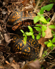 Eastern box turtles (Terrapene carolina carolina) mating