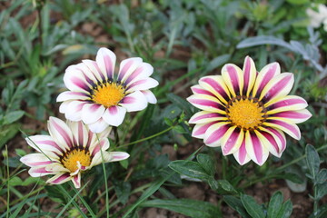 Gazania rigens, sometimes called treasure flower, is a species of flowering plant in the family...