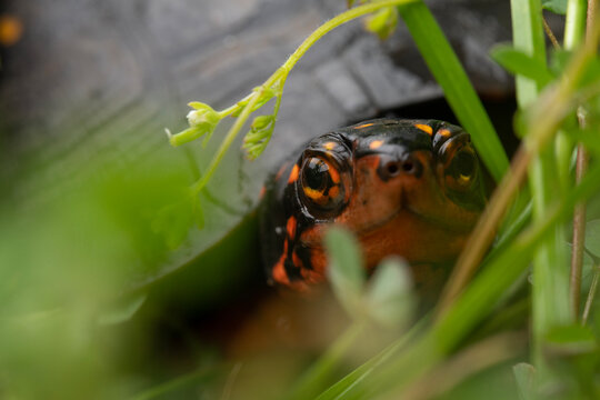 Spotted turtle (Clemmys guttata)