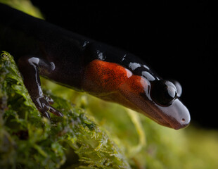 Red-cheecked Salamander (Plethodon jordani)