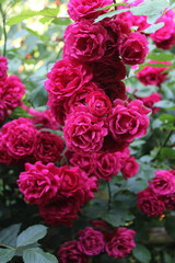 Red roses in the rosewood