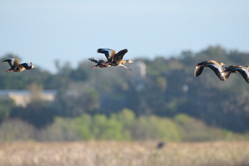 Black bellied whistling ducks in flight 