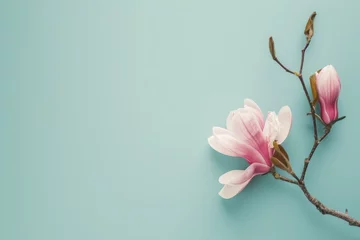 Gardinen Minimalistic still life of beautiful pink magnolia flowers on a soft blue background providing copy space for graphic design capturing a zen natural concept in © The Big L
