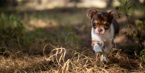 A Chihuahua puppy's day out is filled with wonder as it explores the rich textures and colors of the forest floor.