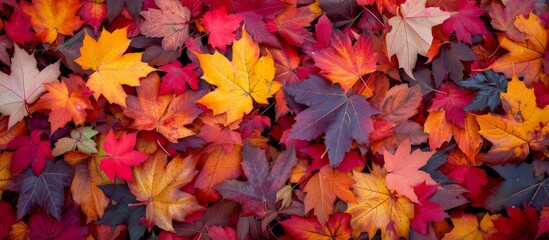 Naklejka na ściany i meble Vibrant and Colorful Fall Autumn Leaves Background with Leaf Pile in Forest