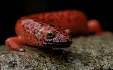 Blackchin red salamander (Psuedotriton ruber schencki)
