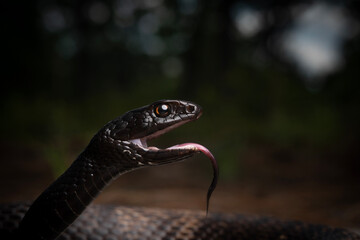 Coachwhip (Masticophis flagellum) in forest
