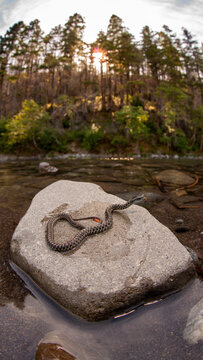 Oregon aquatic garter snake (Thamnophis atratus hydrophilus)
