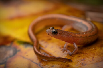 Western dwarf salamander (Eurycea paludicola)