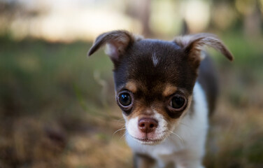 A Chihuahua puppy enjoys a quiet moment, surrounded by the tranquility of a forest clearing.