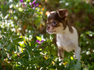 Amidst the flora of a vibrant garden, a brown and white Chihuahua puppy looks on with an innocent...