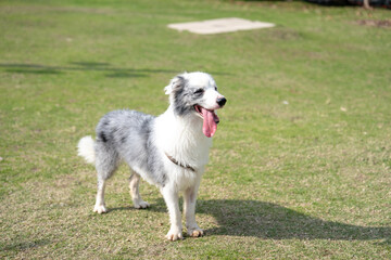 Dogs playing in a seaside park in Kowloon, Hong Kong 香港の九龍の海沿いの公園で遊ぶ犬 