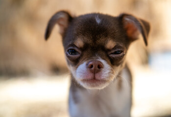 A diminutive brown and white Chihuahua puppy appears to furrow its brow in a stern look, set against a soft-focus backdrop.