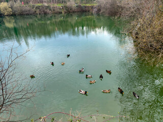 Patos en la laguna