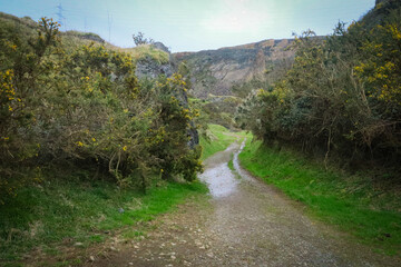 Carretera entre el bosque