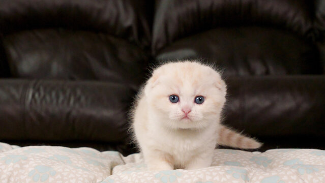 Fluffy cream Scottish fold kitten looking at camera on brown background, front view, space for text. Cute young shorthair white cat with blue eyes.