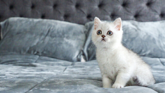Fluffy white Scottish kitten is playing on bed, front view, space for text. Cute young British shorthair white cat with brown eyes.