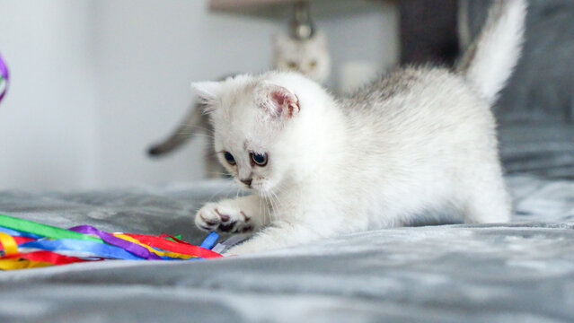 Fluffy white Scottish kitten is playing with colorful ribbons, front view, space for text. Cute young British shorthair white cat with brown eyes.