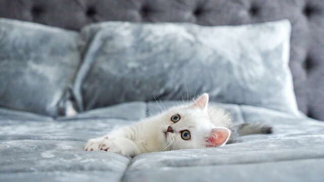 Fluffy white Scottish kitten is laying on bed, front view, space for text. Cute young British shorthair white cat with brown eyes.