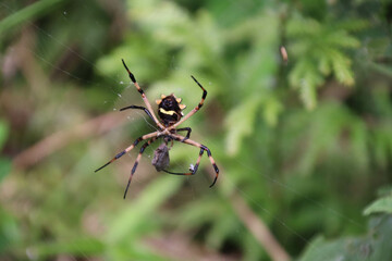 Araña tigre, (Argiope argentata)