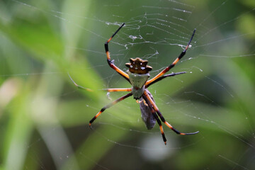 Araña tigre, (Argiope argentata)